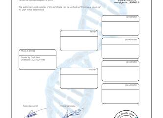 final 96 Süper Ace 45
