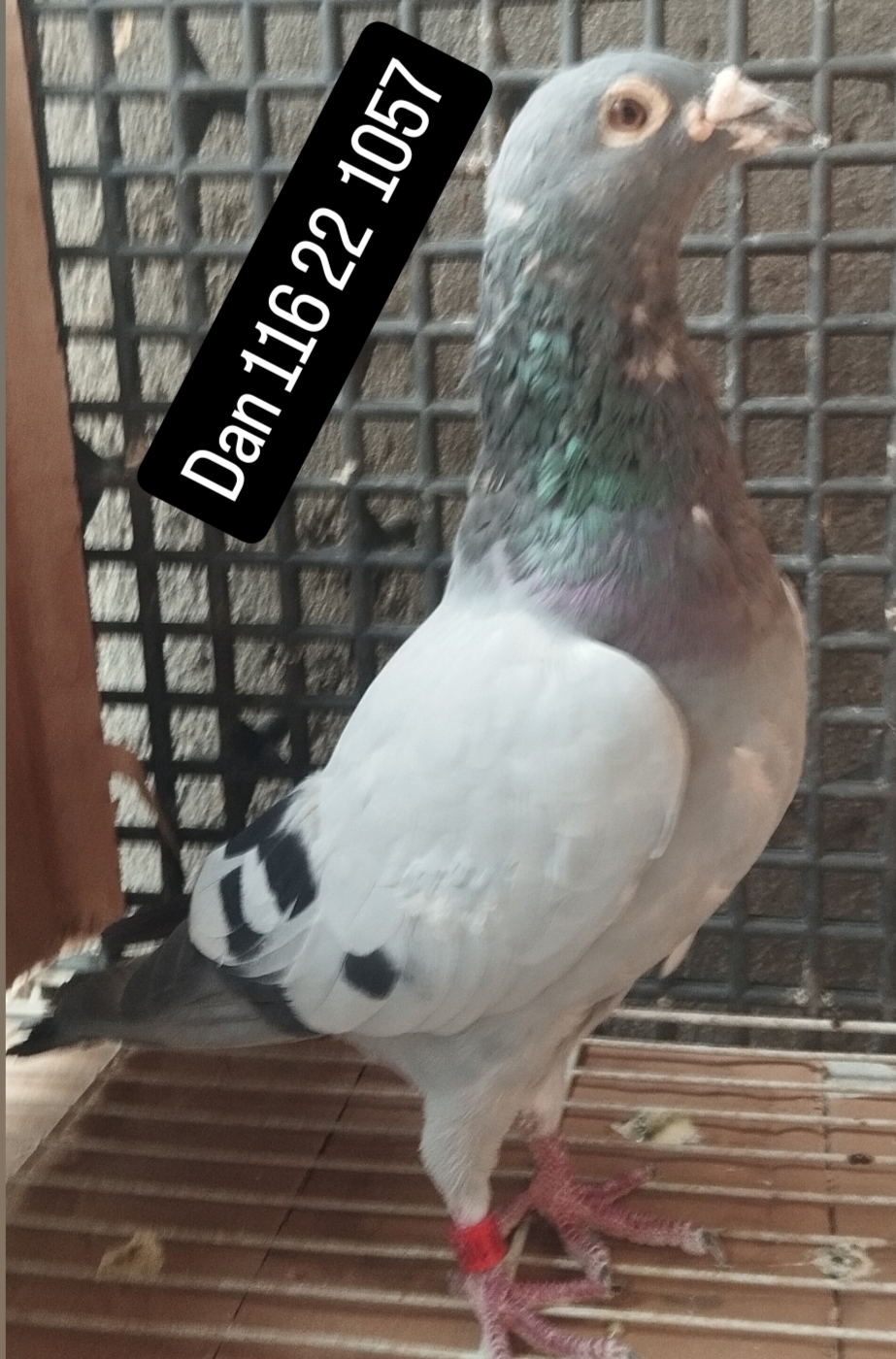 DAN 116 22 1057