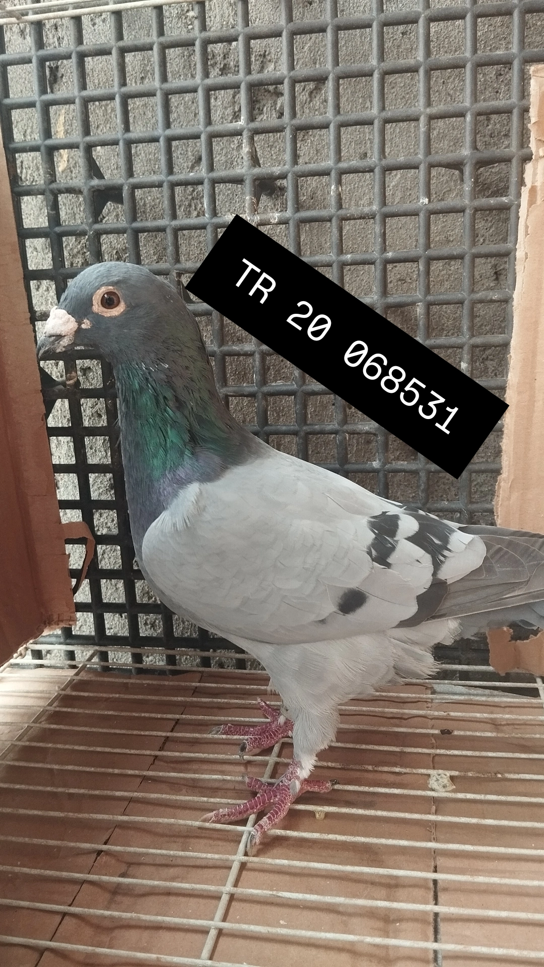 TR 20 068531