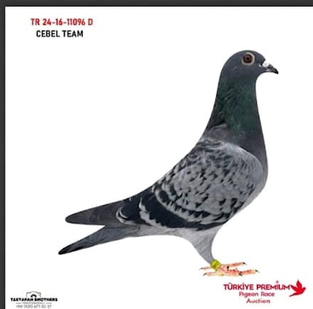 TR 24-16-11096 D