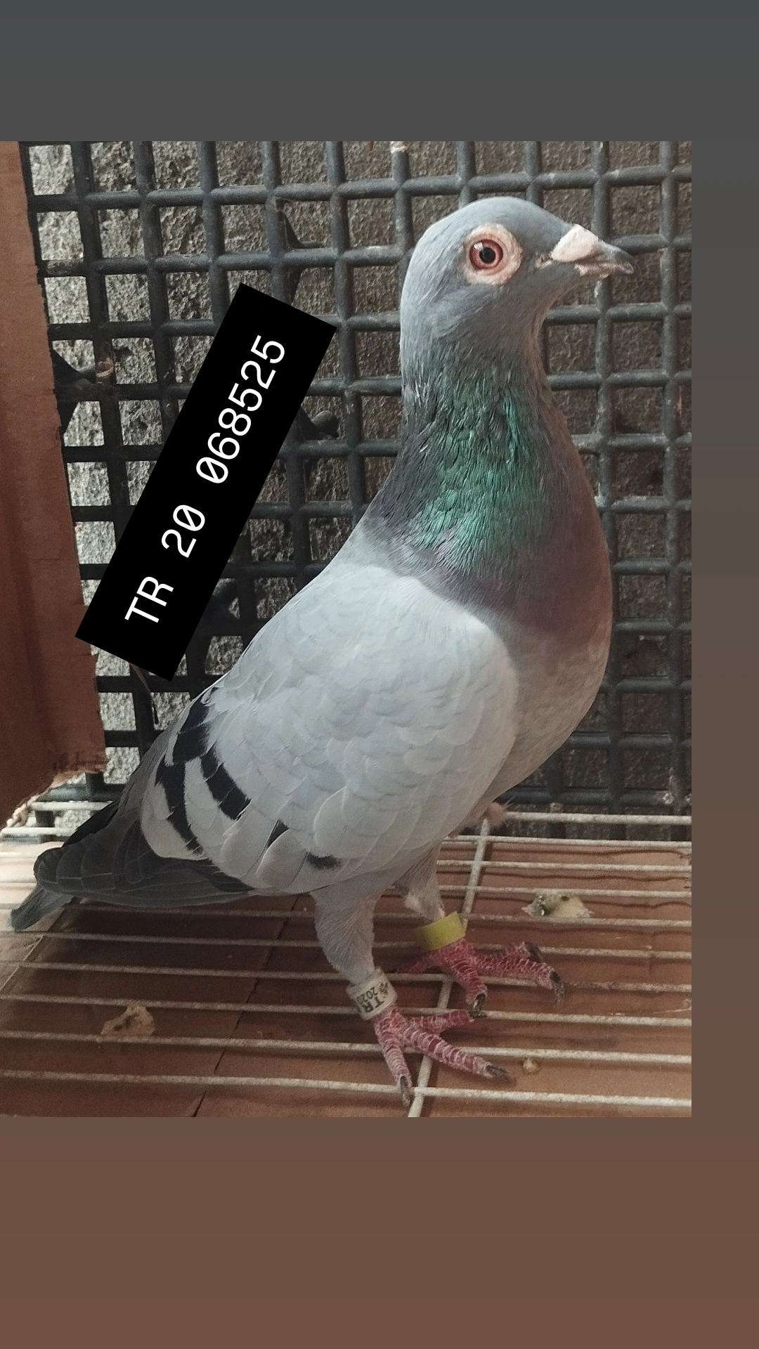 TR 20 068525